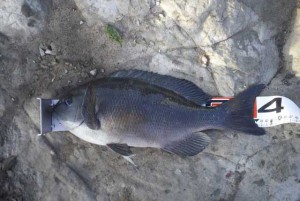 三浦で釣った口太メジナの40cm