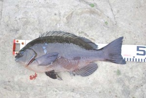 三浦の地磯で釣れた40cmオーバーの口太メジナ