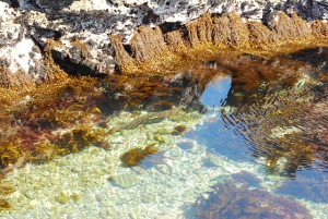 メジナが釣れる水深